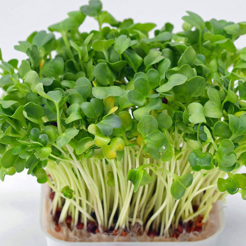 Watercress Seeds (Nasturtium officinale) - The Rike