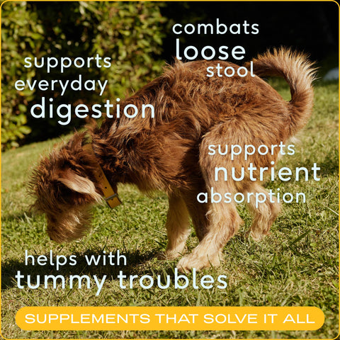 Organic Pumpkin Fiber Powder, Digestive Supplement for Dogs: 8 oz - Native Pet