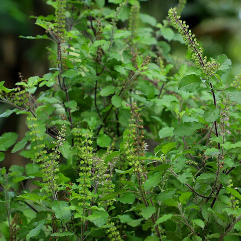 Holy Basil Seeds, 1500 seeds, Thai Basil - The Rike