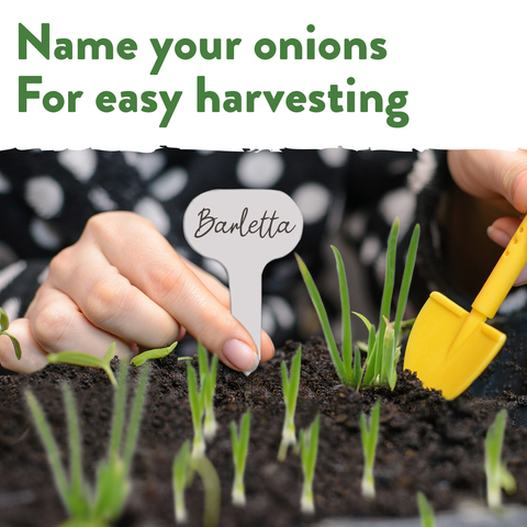 8 Onion Seeds Variety Pack - Heirloom, Non GMO - Homegrown Garden