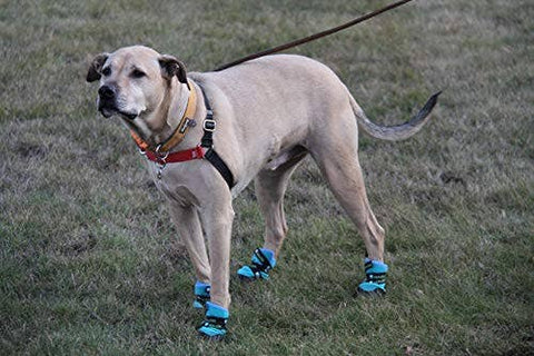 Urban Walkers III- Teal: Medium - For Pets - Healers PetCare