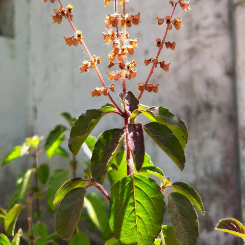 Holy Basil Seeds, 1500 seeds, Thai Basil - The Rike