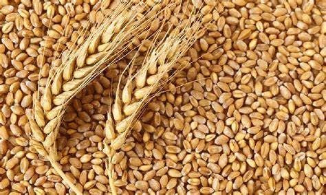 Wheat Grass Seeds - The Rike