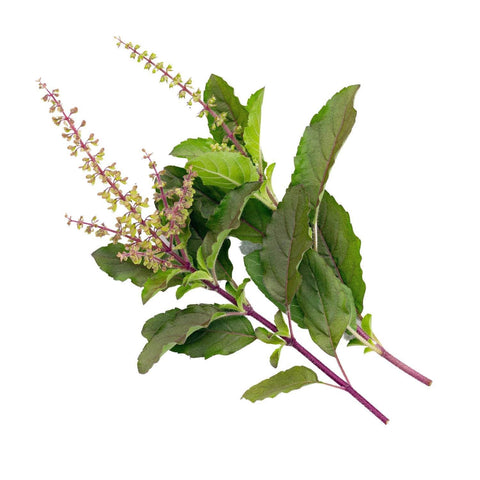 Holy Basil Seeds, 1500 seeds, Thai Basil - The Rike