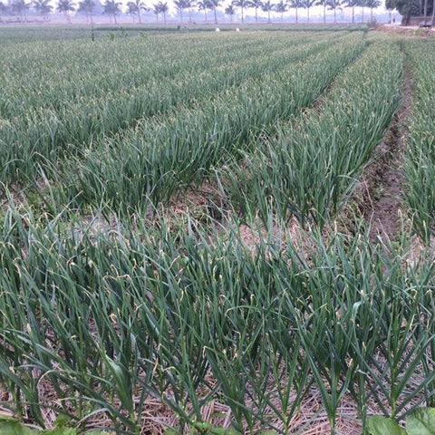 Purple Stripe Garlic, 3.0 oz ,- Burlap & Barrel