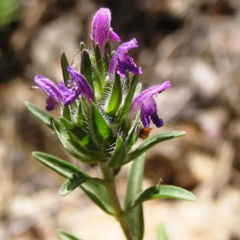 Flowering Hyssop Thyme - Single Origin Spice & Seasoning: 0.8 oz glass jar - Burlap & Barrel