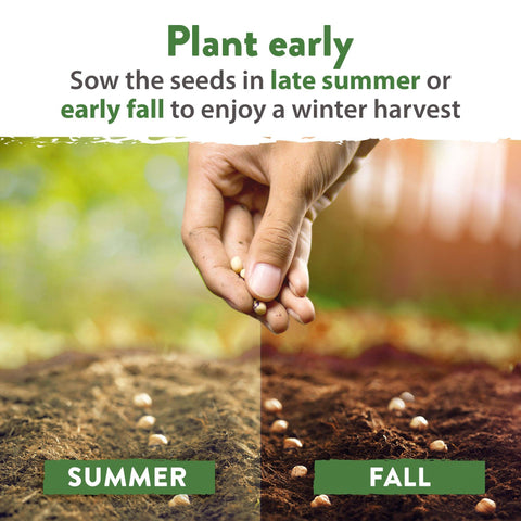 12 Winter Vegetable Seeds Varieties - Heirloom, Non-GMO - Homegrown Garden