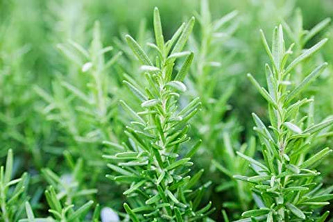 Rosemary Herb Seeds, 200 Seeds, Salvia rosmarinus. Non-GMO - The Rike