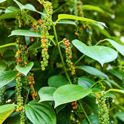 Robusta Black Peppercorns - Single Origin Spice & Seasoning: 1.8 oz grinder-top jar - Burlap & Barrel