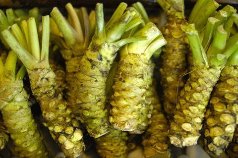 Wasabi Plant, 150 Seeds - The Rike