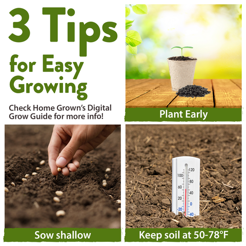8 Onion Seeds Variety Pack - Heirloom, Non GMO - Homegrown Garden