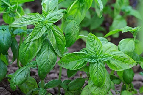 Basil Seeds, 1500 seeds, Thai Basil, Ocimum basilicum - The Rike