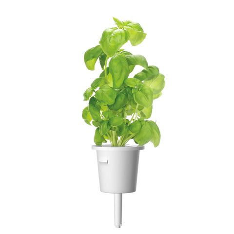 Basil Plant Pods, 3-pack - Click and Grow