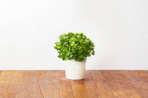 Parsley Plant Pods, 3-pack - Click and Grow