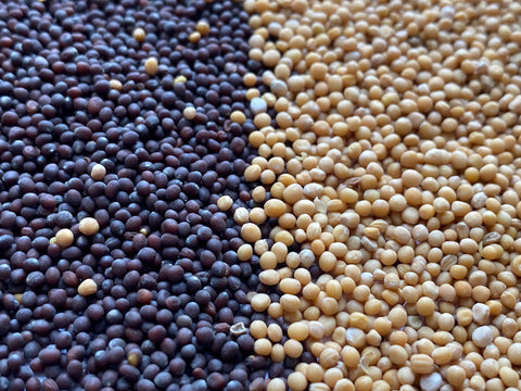 Mustard Seed, Yellow - Spicewalla