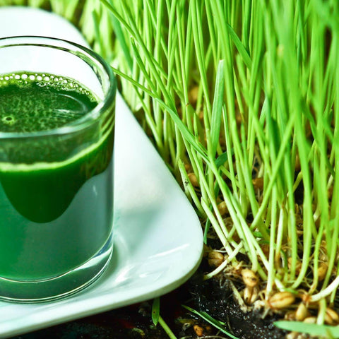 Wheat Grass Seeds - The Rike