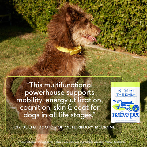 The Daily Powder Supplement, 11-in-1 Multivitamins for Dogs: 7oz - Native Pet