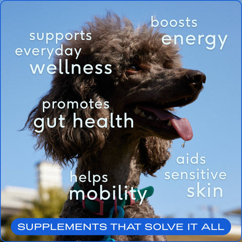The Daily Powder Supplement, 11-in-1 Multivitamins for Dogs: 7oz - Native Pet