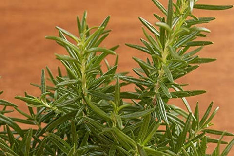 Rosemary Herb Seeds, 200 Seeds, Salvia rosmarinus. Non-GMO - The Rike