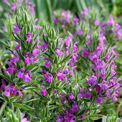 Flowering Hyssop Thyme - Single Origin Spice & Seasoning: 0.8 oz glass jar - Burlap & Barrel
