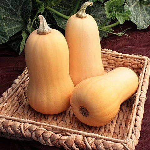 Butternut Squash, 90 Seeds, Non-GMO - The Rike