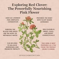 Red Clover, 2000 Seeds, Trifolium Pratense - The Rike