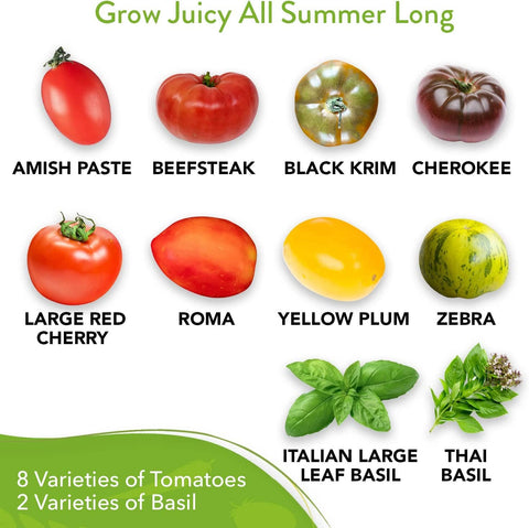 8 Tomato Seeds and 2 Basil Herb Seeds - Non GMO, Heirloom - Homegrown Garden