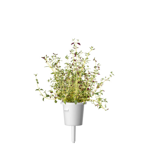 Thyme Plant Pods, 3-pack - Click and Grow