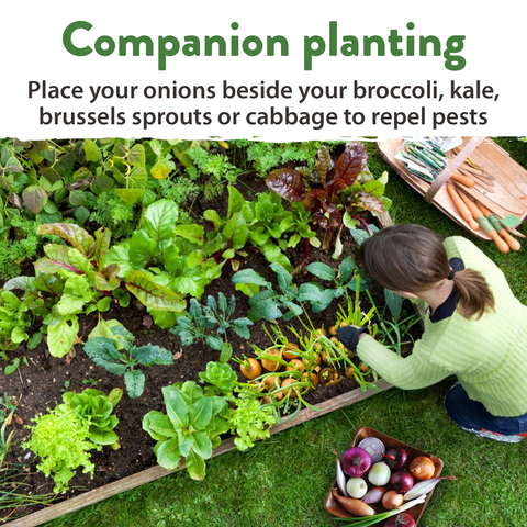 8 Onion Seeds Variety Pack - Heirloom, Non GMO - Homegrown Garden