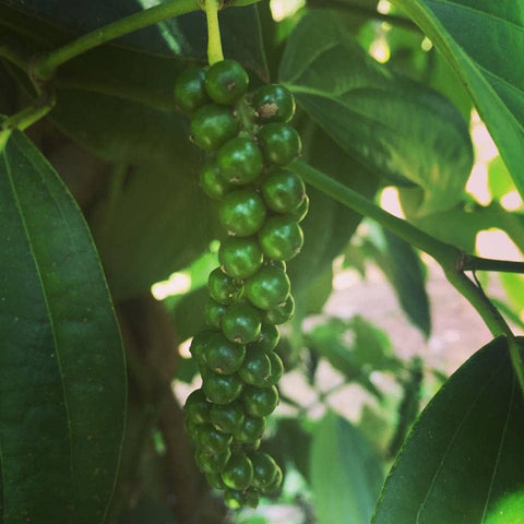 Zanzibar Black Peppercorns - Single Origin Spice & Seasoning: 1.7 oz grinder-top jar - Burlap & Barrel