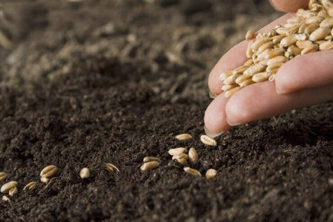 Wheat Grass Seeds - The Rike