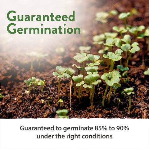 10 Lettuce and Leafy Greens Seeds, Heirloom, Non GMO - Homegrown Garden