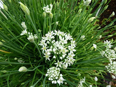 Garlic Chives, 2000 Seeds, Hẹ la Allium tuberosum - The Rike