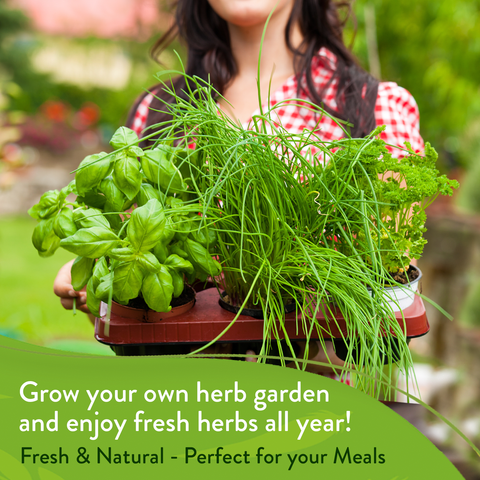 Cilantro Seeds (Santo) - Heirloom, Non-GMO - Homegrown Garden