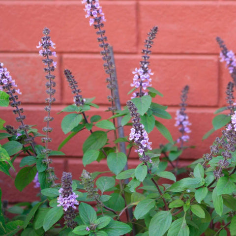 Holy Basil Seeds, 1500 seeds, Thai Basil - The Rike