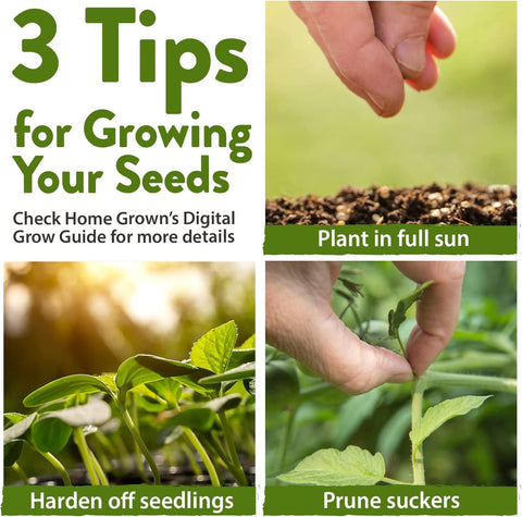 8 Tomato Seeds and 2 Basil Herb Seeds - Non GMO, Heirloom - Homegrown Garden