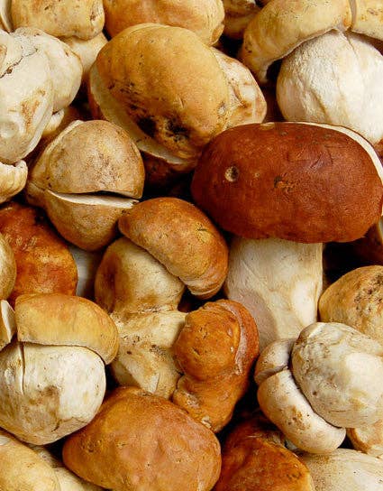 Dried Porcini #1 Mushrooms: 1.6 oz/45 g tube - Wine Forest Ltd.