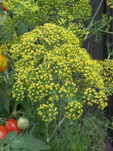 Dill Seeds, 200 Seeds, Anethum graveolens - The Rike
