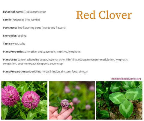 Red Clover, 2000 Seeds, Trifolium Pratense - The Rike