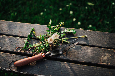 Dandelion Weeding Fork, Walnut/Black - Barebones
