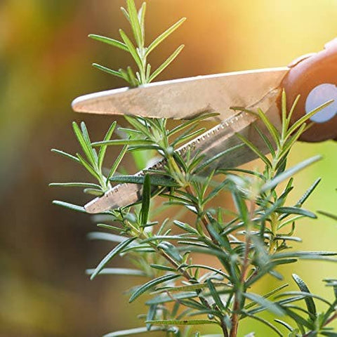 Rosemary Herb Seeds, 200 Seeds, Salvia rosmarinus. Non-GMO - The Rike