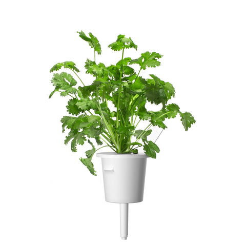 Cilantro (Coriander) Plant Pods, 3-pack