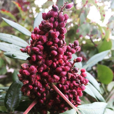 Cured Sumac (Sumak) - Single Origin Spice & Seasoning: 2.3 oz glass jar - Burlap & Barrel