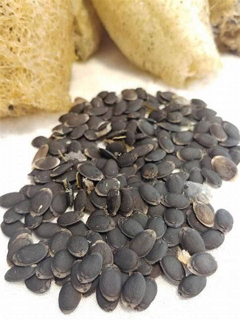 Luffa Sponge Gourd, Ghosaval Loofa Seeds - The Rike