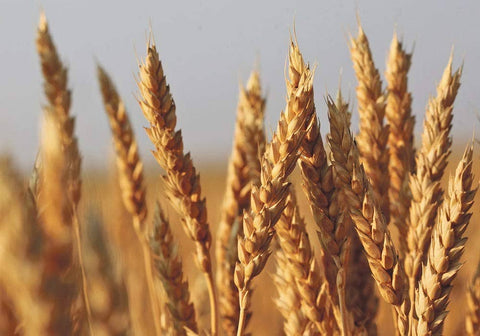 Wheat Grass Seeds - The Rike