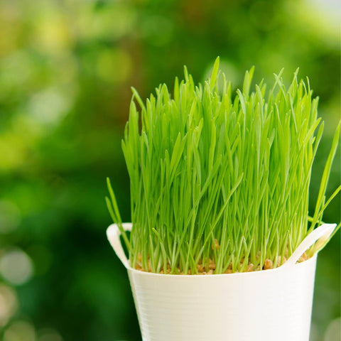Wheat Grass Seeds - The Rike
