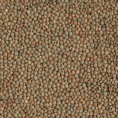 Organic Spanish Brown Lentils, $5.00/lb - Timeless