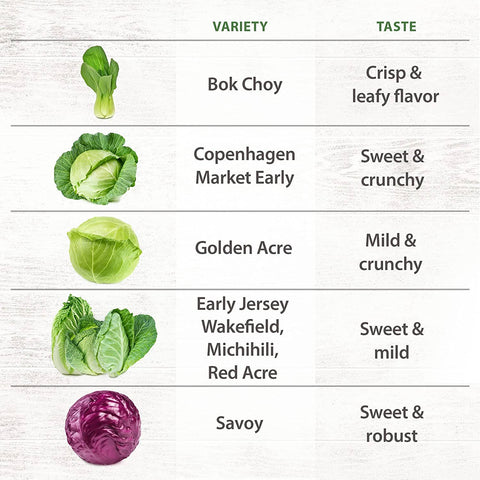 7 Varieties Cabbage Seeds - Non-GMO, Heirloom - Homegrown Garden