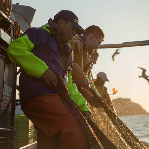 Sardines in Olive Oil - Tinned Fish - Patagonia Provisions