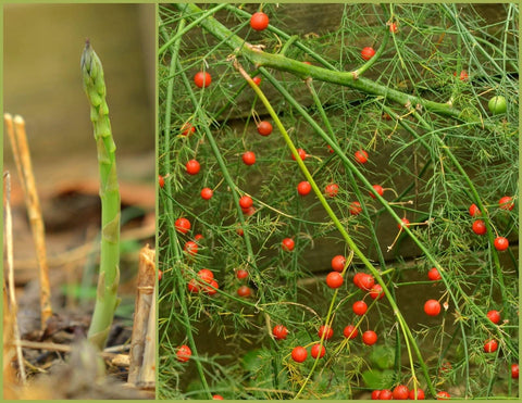 Asparagus, 50 Seeds, Non-GMO - The Rike